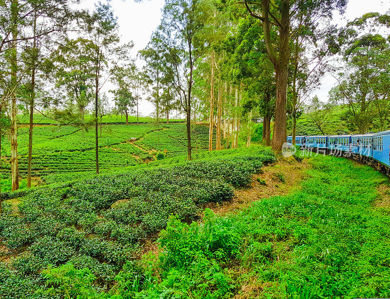 在斯里兰卡的火车旅行通过茶叶种植园Ella, Nuwara Eliya和Kandy